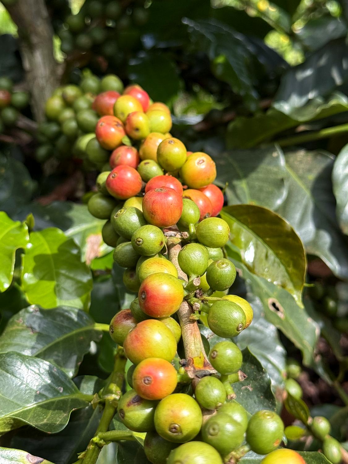 Ripening coffee cherries on the branch, Sul de Minas