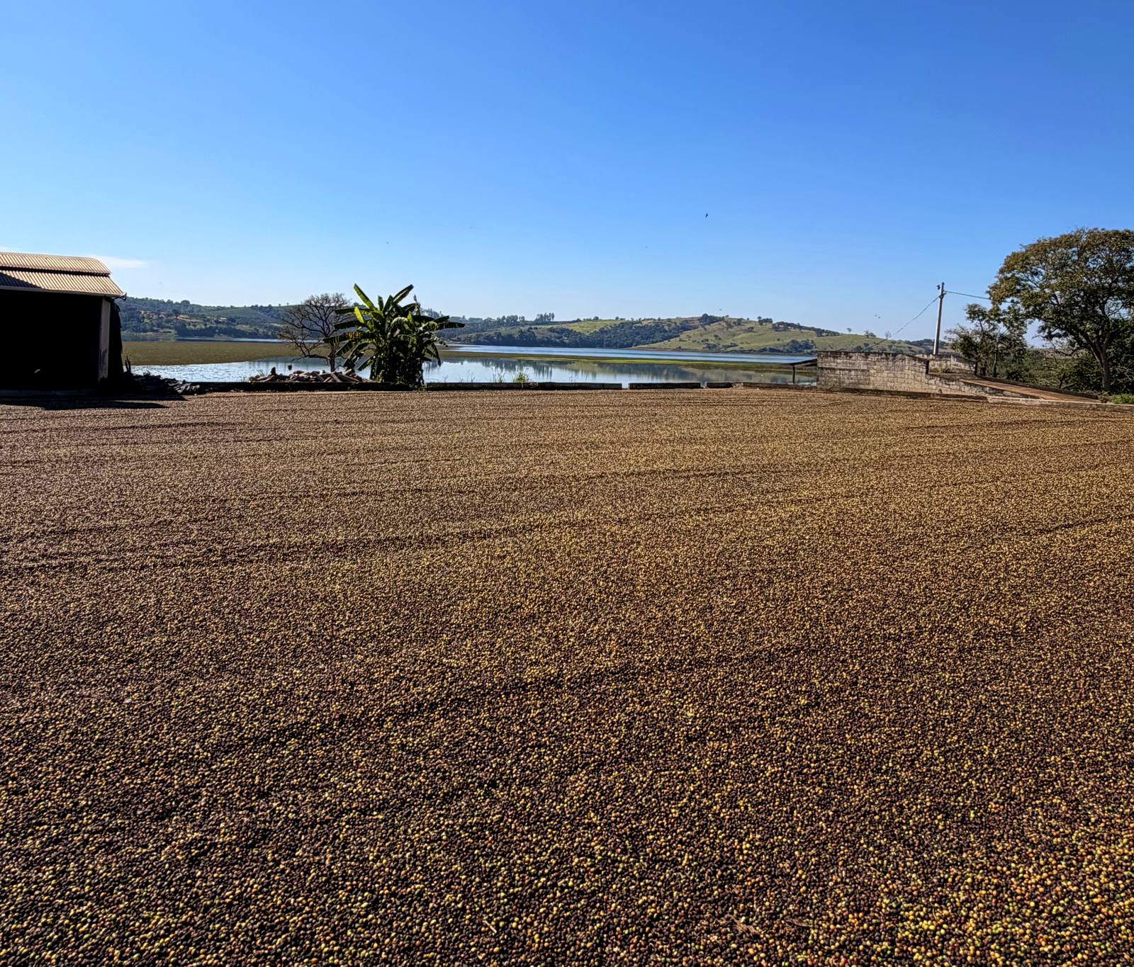 Coffee drying patio, Sul de Minas, Minas Gerais