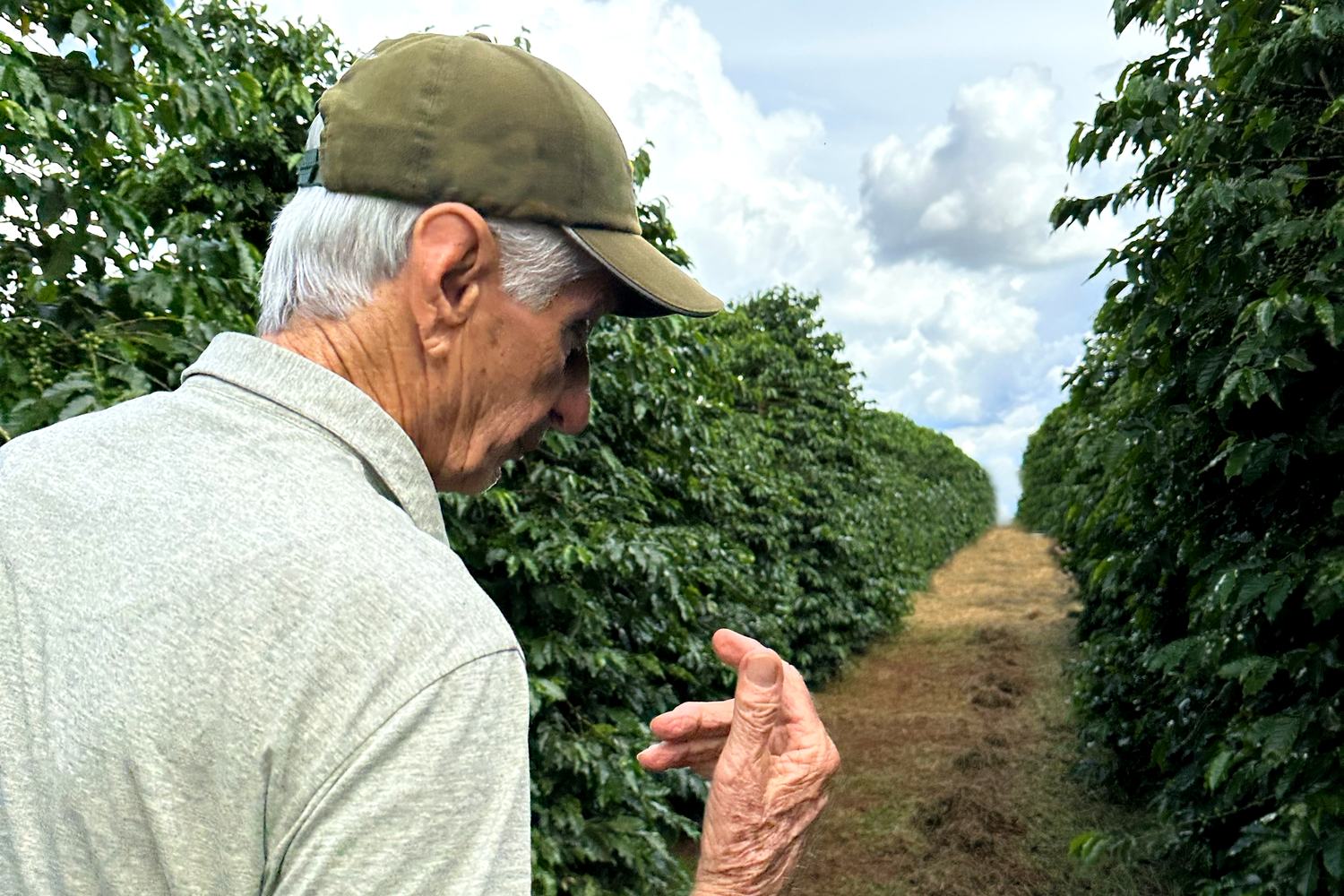 Coffee producer in the plantation, Sul de Minas
