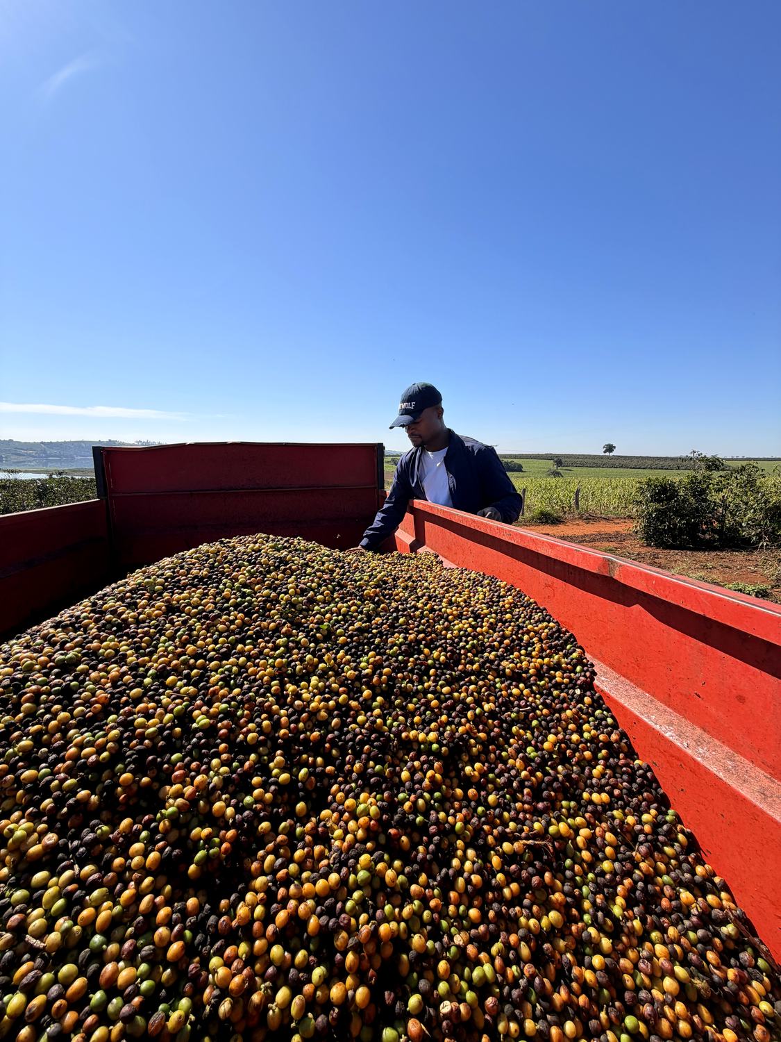 Harvested coffee cherries loaded for processing, Sul de Minas